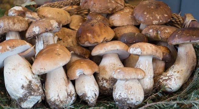 Funghi porcini ©Stux - Pixabay