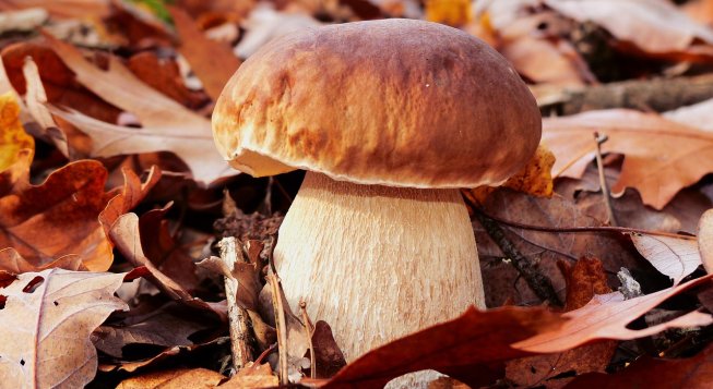 Fungo porcino ©krzysztofniewolny - Pixabay