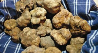 Fiera del Tartufo a Mombaruzzo