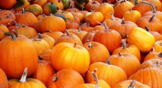 Sagra della Zucca al Parco del Castello Cavour di Santena