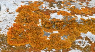 Licheni e aria pura nel Parco del Beigua: il Monte Ermetta