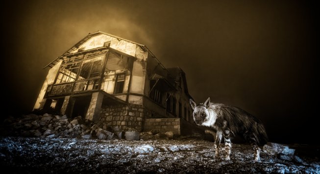 Ghost Town Visitor © Wim van den Heever / Wildlife Photographer of the Year