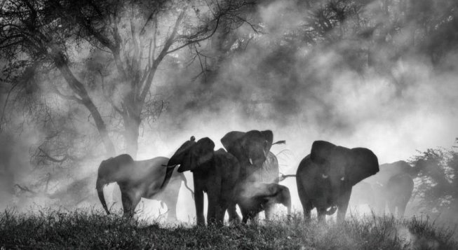 Ghost Elephants (official still)