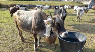 Fiero dâ Paî dâ Ramìe a Pomaretto