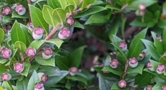 Andar per mirto, escursione da Apparizione alle pendici del Monte Moro