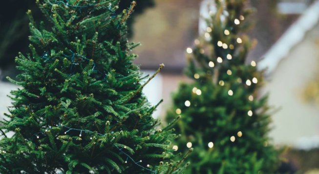 Alberi di Natale © Annie Spratt/unsplash.com