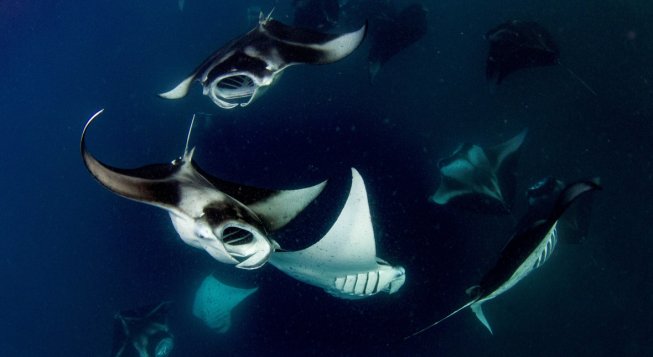 Mante di Hanifaru ©Emilio Mancuso