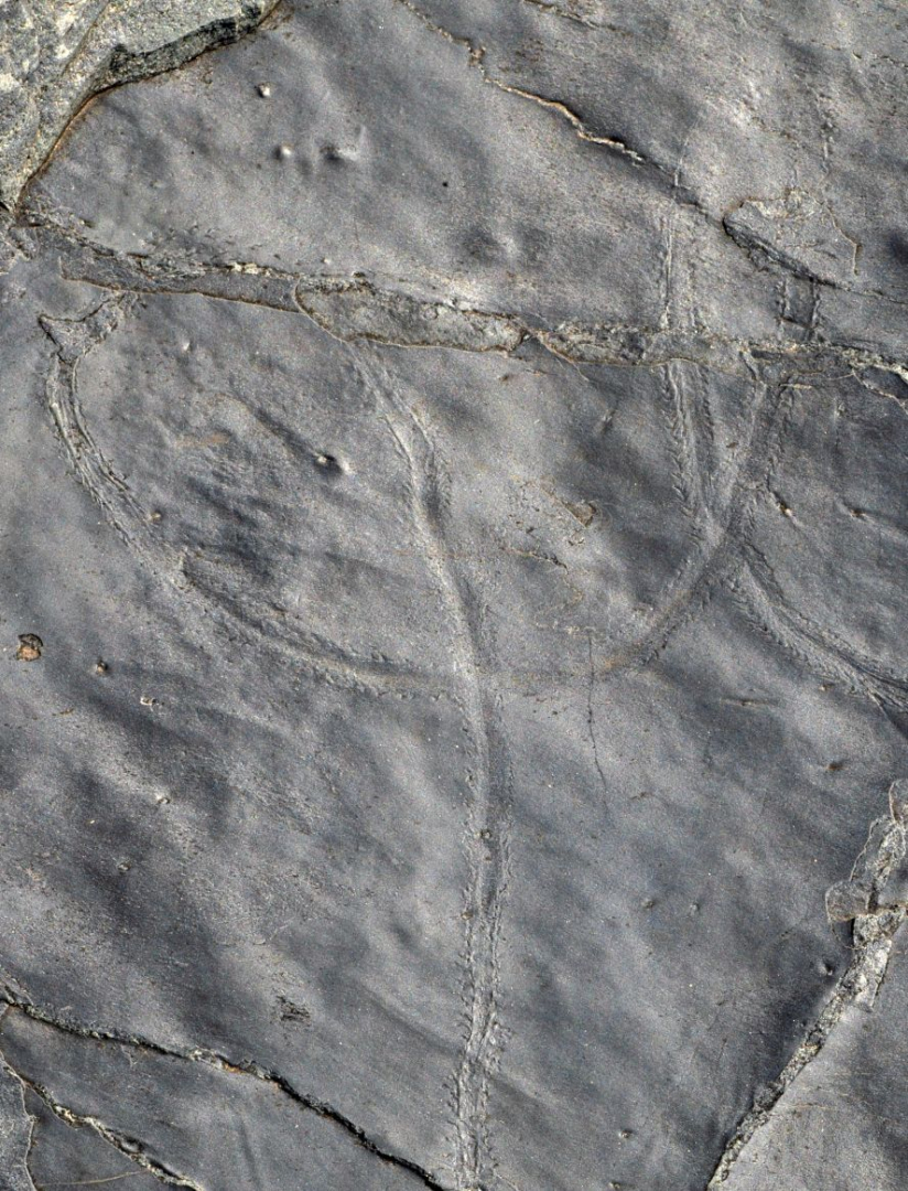La pista prodotta da un invertebrato terrestre con tracce molto ben conservate delle zampe, che segue un percorso lungo e tortuoso su una superficie di 120 x 60 cm. © Elio Della Ferrera