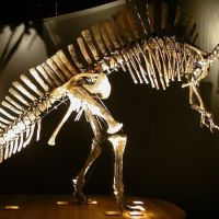 Museo di Storia Naturale di Venezia: fossili, dinosauri e vita marina