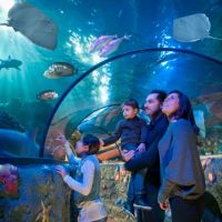 Esplora il mondo marino al Gardaland SEA LIFE Aquarium di Verona