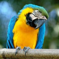 Bioparco Zoo di Roma: accesso rapido per un'esperienza unica tra animali esotici