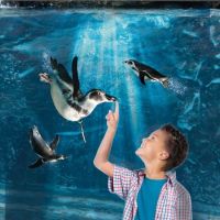 Esplora la biodiversità marina con il Biglietto Fast Track all'Acquario di Cattolica