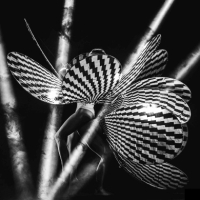 Leonardo, Psychedelic Opera: la Monna Lisa racconta Da Vinci a Roma