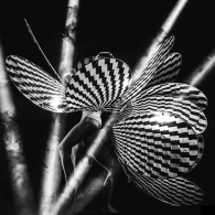 Leonardo - psychedelic opera