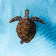 Ocean Film Festival World Tour Italia 2026: la tappa a Torino
