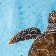 Ocean Film Festival World Tour Italia a Rovereto