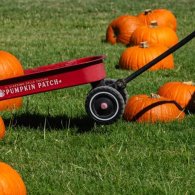 Biglietto combo Pumpkin Patch e Flower Patch, attrazione autunnale