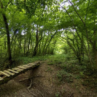 QUARTETTO UME / STEFANO BIANCHI / SILVIO CASTIGLIONI - THE CARNIVAL OF THE INSECTS, Buxus Consort Festival 2026