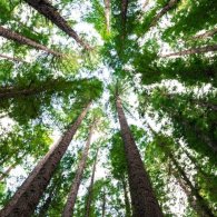 Alberi interiori, alberi del mondo con Alessandra Viola per Torino Spiritualità 2026
